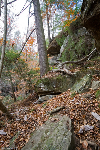 Sipsey Wilderness Area