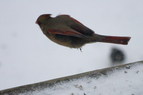 Jumping Female Cardinal!