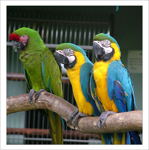 Macaws, Bird Park