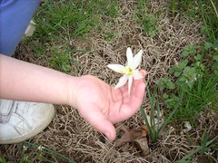 Daffodil 13