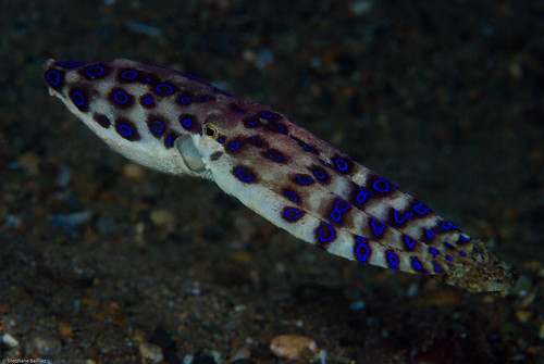 Blue-ringed octopus swimming