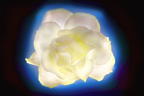 White Simplicity Rose