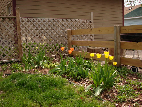 Yay, tulips!