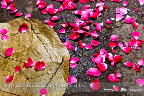 Rose Petals from the streets of Vrindavan
