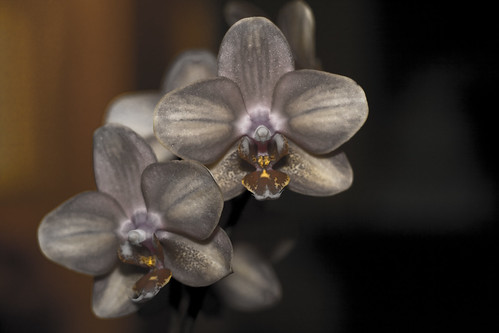 verfremdete Orchidee