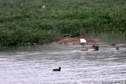 green sandpiper is in the pic, right of the egret