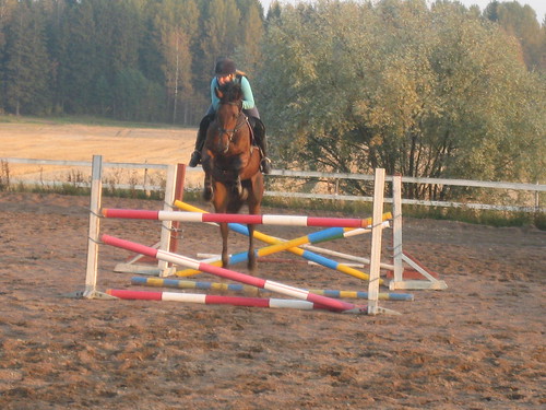 horses jumping high jumps. Jumping high