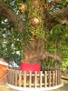 竹山鎮中和里救人老茄苳樹DSCN6039