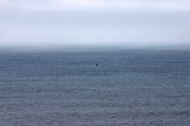 Whale Watching in Pacifica