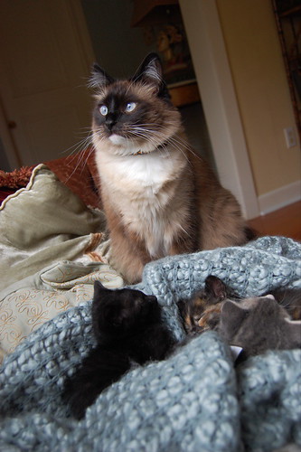 guardian of the kitties