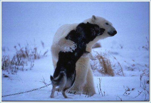 Polar Bear and Husky 3