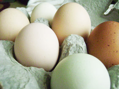 Rainbow Valley Farm eggs