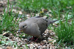 Mourning Dove by Birdfreak.com
