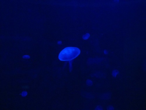 baby jellyfish