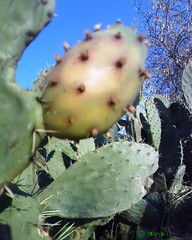Cactus Milli