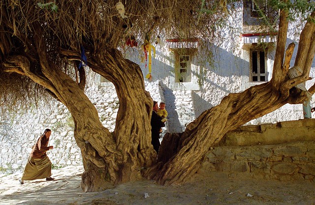 the old tree of Tashilhungpo Gompa
