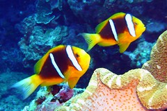 Orangefin Anemonefish in Saipan