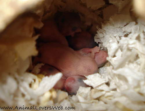 pictures of hamsters giving birth. and then don't forget to take Hamster's name before giving it the food. Baby Dwarf Hamsters In Coconut House hamster giving birth