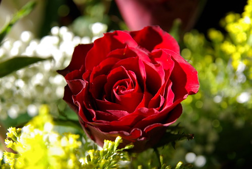Rose de Saint-Valentin par ShinjukuSan