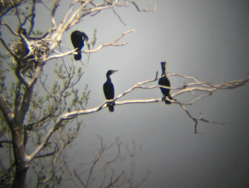 Double Crested Cormorants
