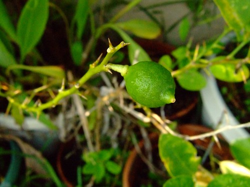 Citrus from seed
