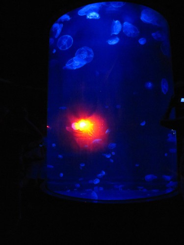 the jellyfish tank and someone's flash