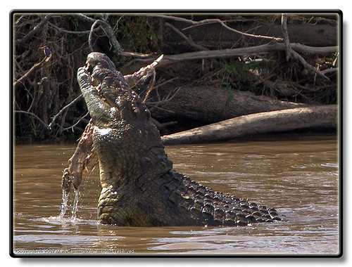  Nile Crocodile - Crocodylus niloticus 