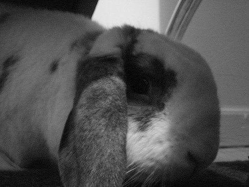 black and white betsy