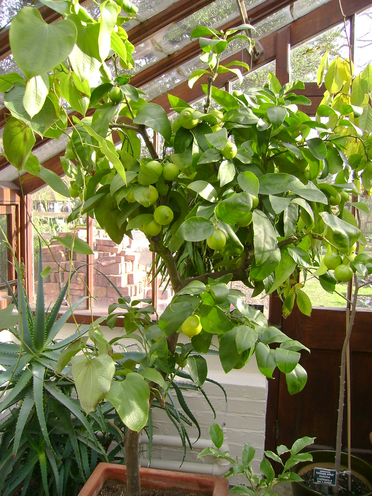 Lime Tree by London Permaculture, on Flickr