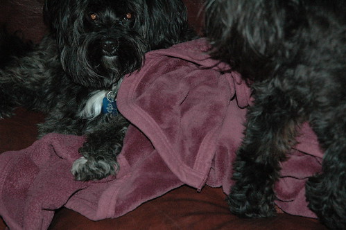 Doggies in a blanket