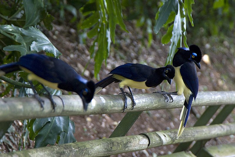 Iguazu birds