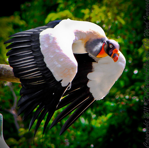 Argentinian King Vulture_MG_0657 by Against The Wind Images