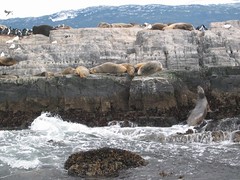 Lobos marinos en el canal Beagle