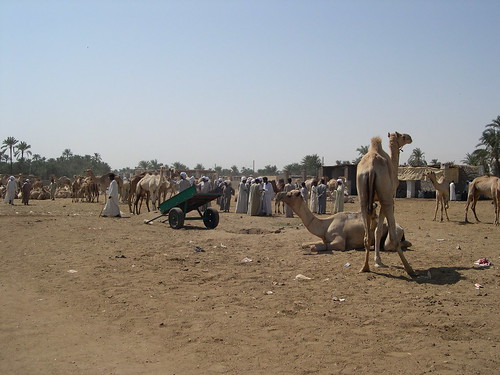 Camels ©  upyernoz