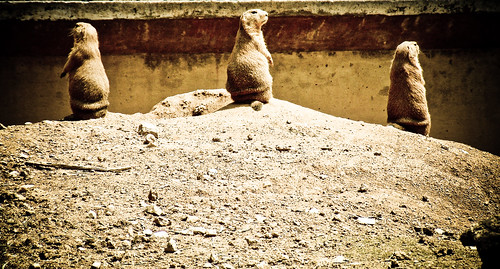 Archives Baltimore Zoo_Standing Guard