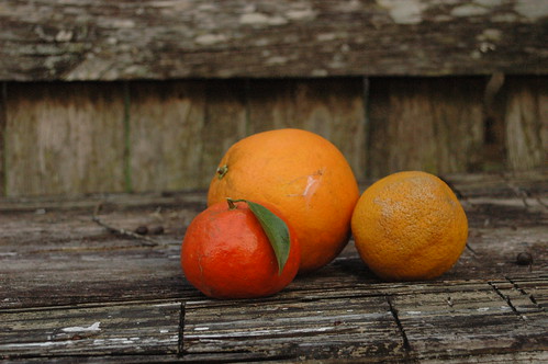 winter oranges