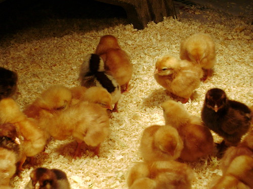 Baby chicks at Misty Meadows Farm