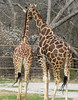 Giraffe Nuzzle - Tulsa Zoo