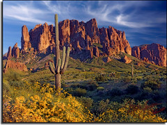 Superstition Mountains, Saguaros, and Stupid Yellow Flowers