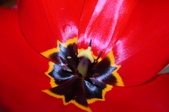 Tulip Frenzy in Red, Black and Yellow