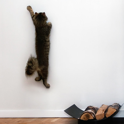 フリー写真素材|動物|哺乳類|猫・ネコ|子猫・小猫|跳ぶ・ジャンプ|