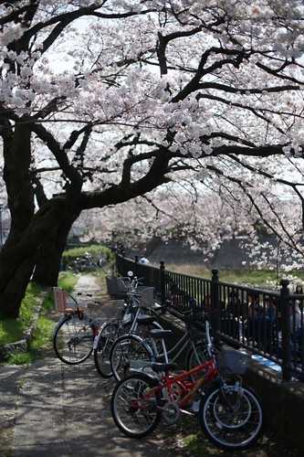 Cherry blossoms #3