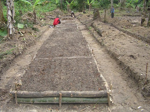 There will be a total of 150 of these plots full of plants soon all growing food for the benefit of Obenge and to help reduce their reliance on bushmeat