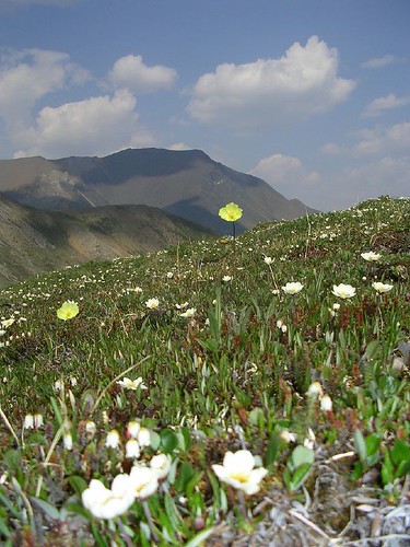 Macouns Poppies and Mountain Avens by Alasdair Veitch.