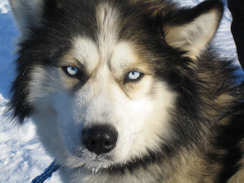 husky wolf mix. quot;Husky wolf mix for sale uk: