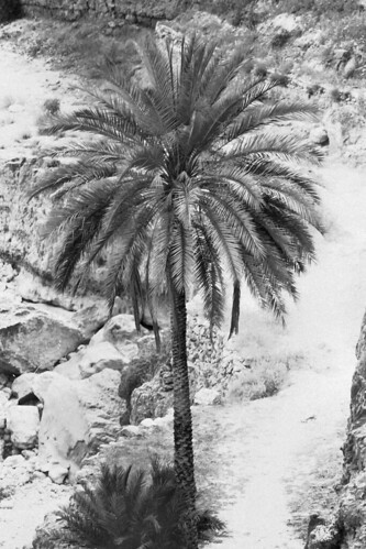 date palm in desert. Date Palm Judean Desert