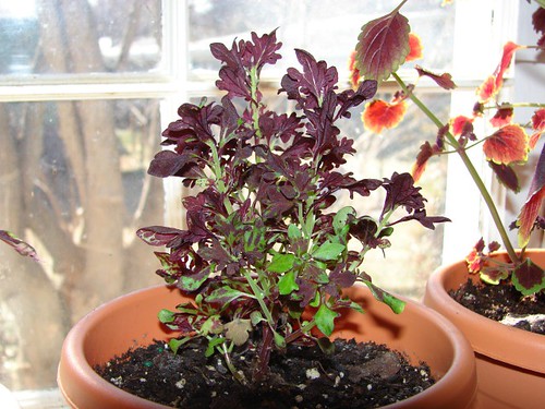 purple coleus