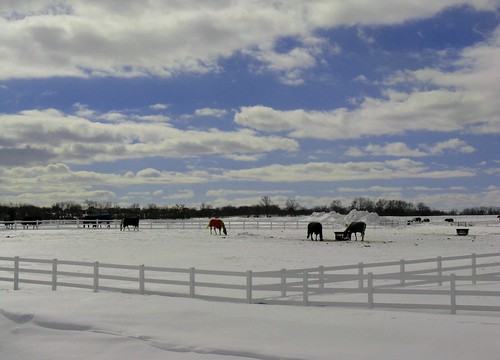 horses in a winter meadow in front of Taupeville, Sun Prairie