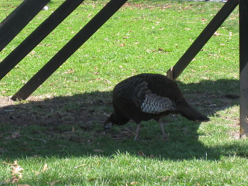 A Turkey in New York?!