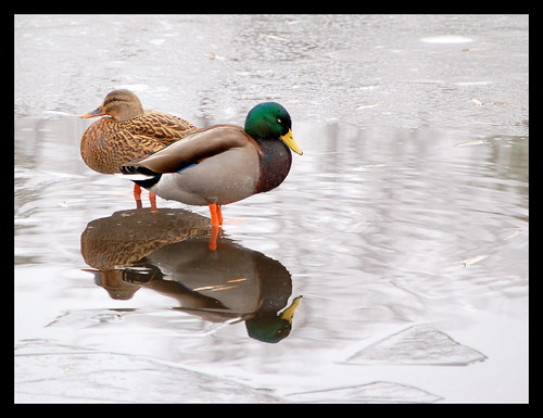 Lame ducks frozen in water